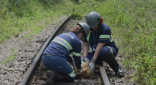Duas trabalhadoras de uniforme de segurança ajoelhadas sobre os trilhos de trem enquanto auxiliam uma tartaruga entre os trilhos; ambas usam capacete e luvas.