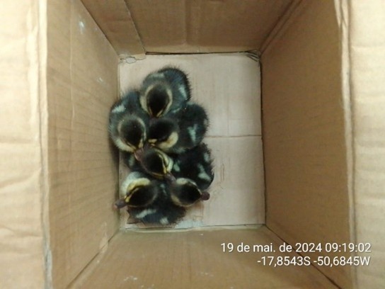 Visão aérea de cinco filhotes de ave escuro-amarelados amontoados dentro de uma caixa de papelão