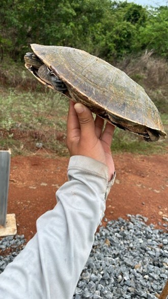 Close-up de uma mão segurando uma tartaruga vista de lado, com o casco e parte da cabeça visíveis; ao fundo há brita e vegetação.