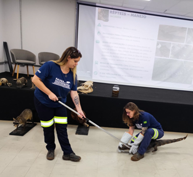 Duas instrutoras demonstram técnicas de contenção de serpentes dentro de uma sala; uma usa gancho e a outra auxilia segurando o animal com luvas.