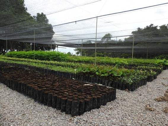 Viveiro de mudas com fileiras de plantas jovens sob estrutura de sombreamento.